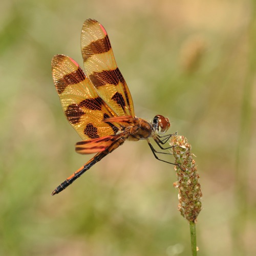 Male
2009_07_21_Floyd
